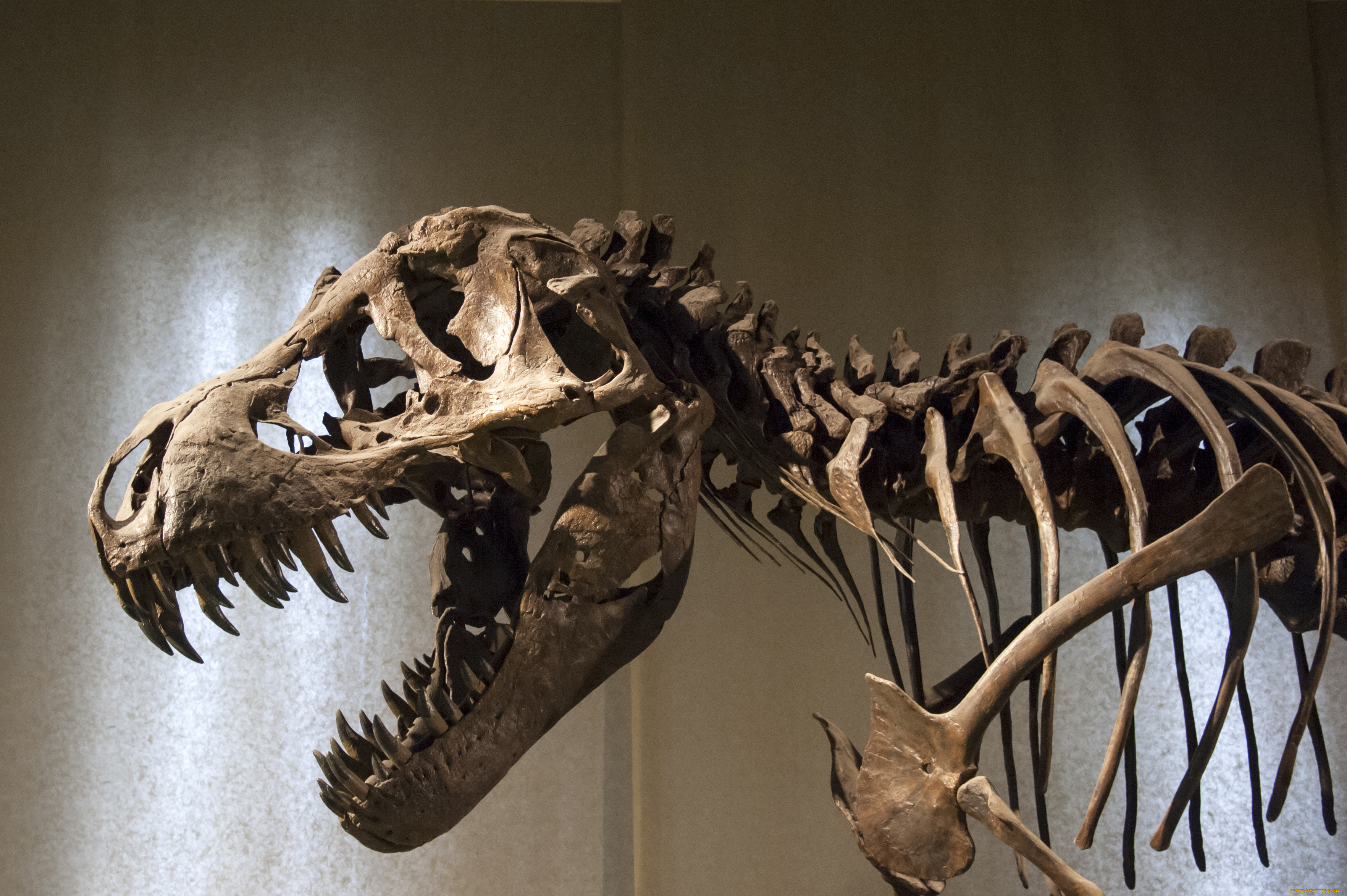 , ,  , petrified, bones, dinosaur, shows, representation, of, the, body, museum, head, carnivore, scavenger, , 
